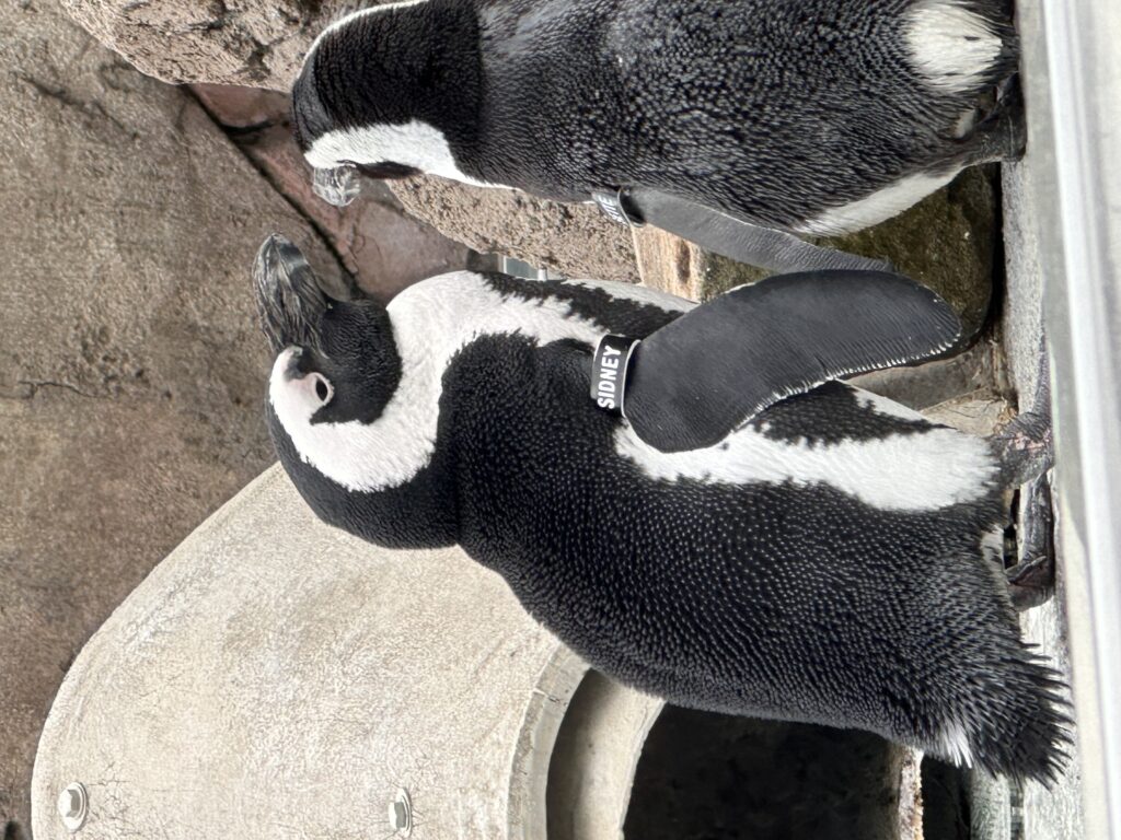 penguin palooza